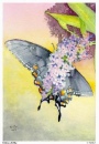 Blue Butterfly and lilac